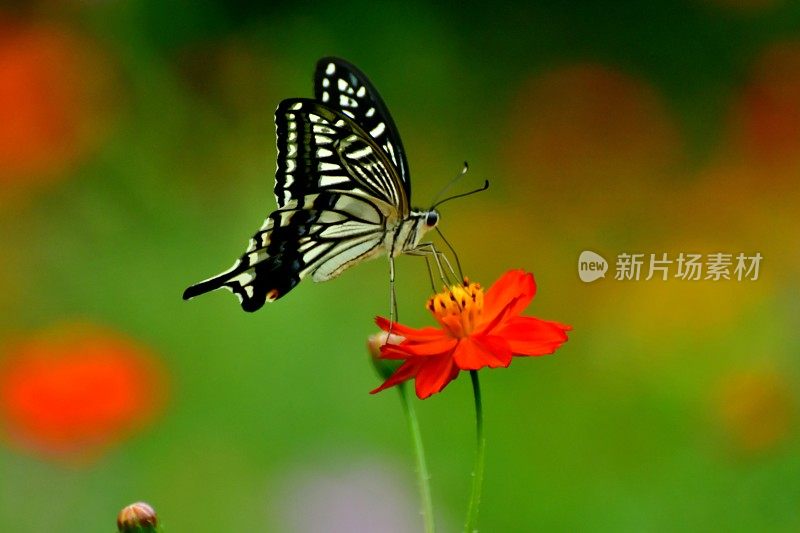 蝴蝶和黄色/橙色的宇宙花